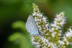 Celastrina argiolus