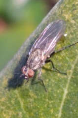Leucophora
