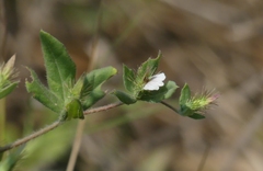 Blepharis maderaspatensis
