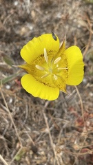 Calochortus luteus