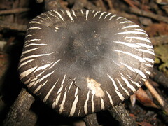 Agaricus endoxanthus