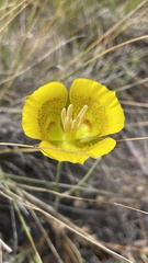 Calochortus luteus