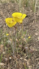 Calochortus luteus