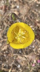 Calochortus luteus