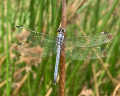 Hemistigma albipunctum