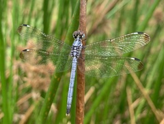Hemistigma albipunctum