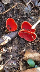 Sarcoscypha austriaca