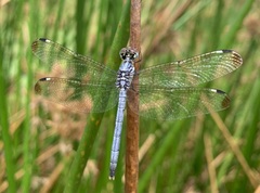 Hemistigma albipunctum