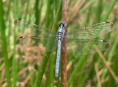 Hemistigma albipunctum