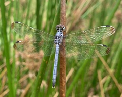 Hemistigma albipunctum