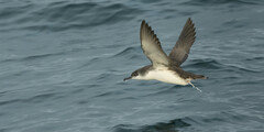 Puffinus yelkouan
