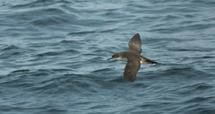 Puffinus yelkouan
