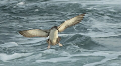 Puffinus yelkouan