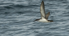 Puffinus yelkouan