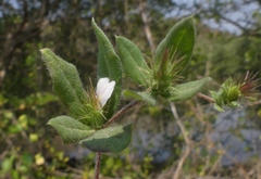 Blepharis maderaspatensis