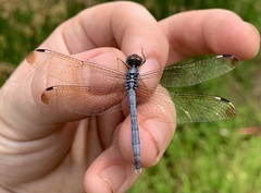 Hemistigma albipunctum