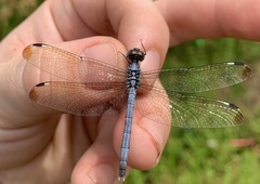 Hemistigma albipunctum