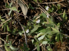 Blepharis maderaspatensis