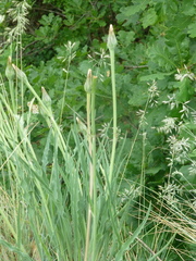 Takhtajaniantha austriaca