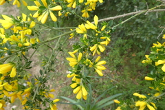 Genista monspessulana