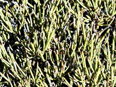Ephedra chilensis