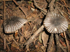 Agaricus endoxanthus