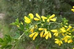 Genista monspessulana