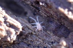 Rhagidiidae