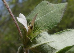 Blepharis maderaspatensis