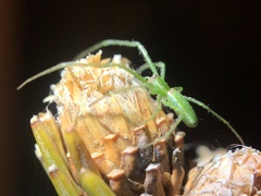 Tetragnatha viridis