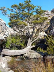 Widdringtonia wallichii