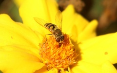 Syrphus vitripennis