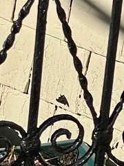 Polygonia interrogationis