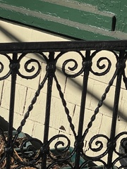 Polygonia interrogationis