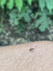 Aedes scapularis