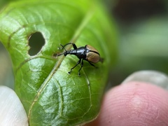 Omolabus
