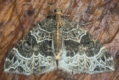 Ecliptopera silaceata