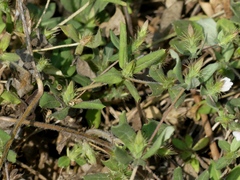 Blepharis maderaspatensis