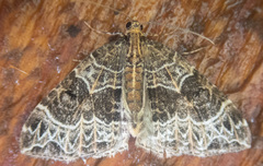 Ecliptopera silaceata