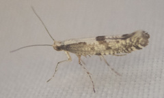 Argyresthia