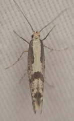 Argyresthia