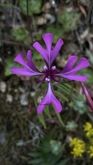 Clarkia concinna