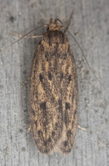 Hofmannophila pseudospretella