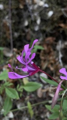 Clarkia concinna