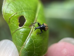 Omolabus