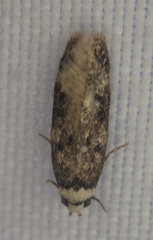 Endrosis sarcitrella