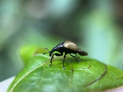 Omolabus