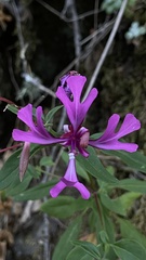 Clarkia concinna