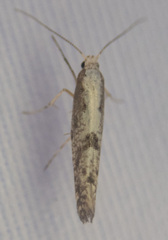 Argyresthia