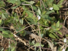 Blepharis maderaspatensis